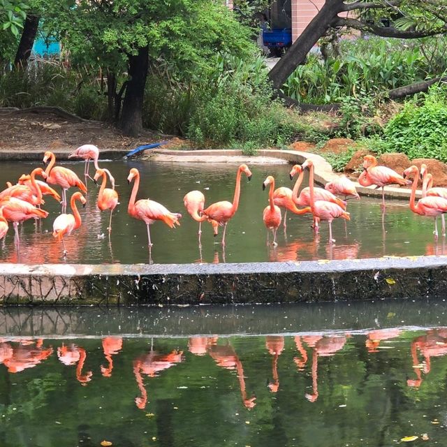 廣州動物園