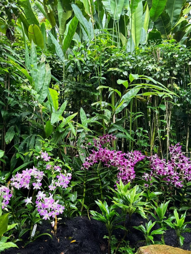 A visit to Singapore botanic garden 🪴 