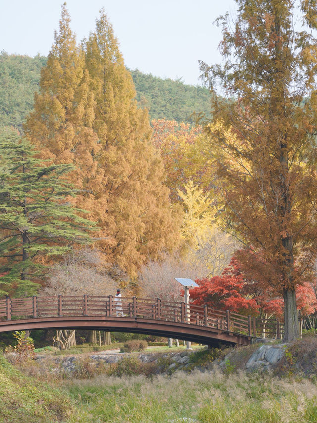 (실시간) 올해 단풍은 여기가 역대급입니다🍁