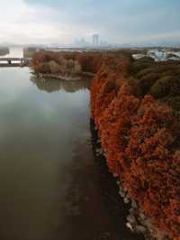 蘇州除了園林還有水杉｜蘇州紅杉一日遊路線