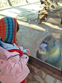 預算500 兩大一小雲南野生動物園親子遊攻略