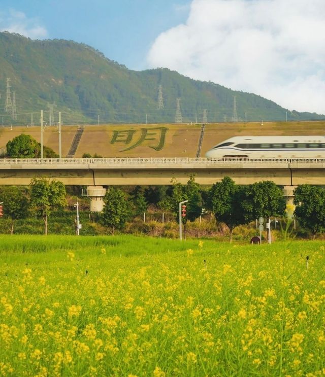 深圳ℓ初春花海