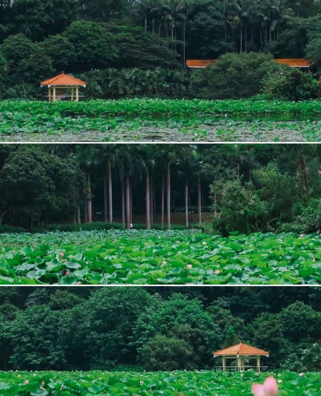 對!!這就是大明湖畔的“夏雨荷”