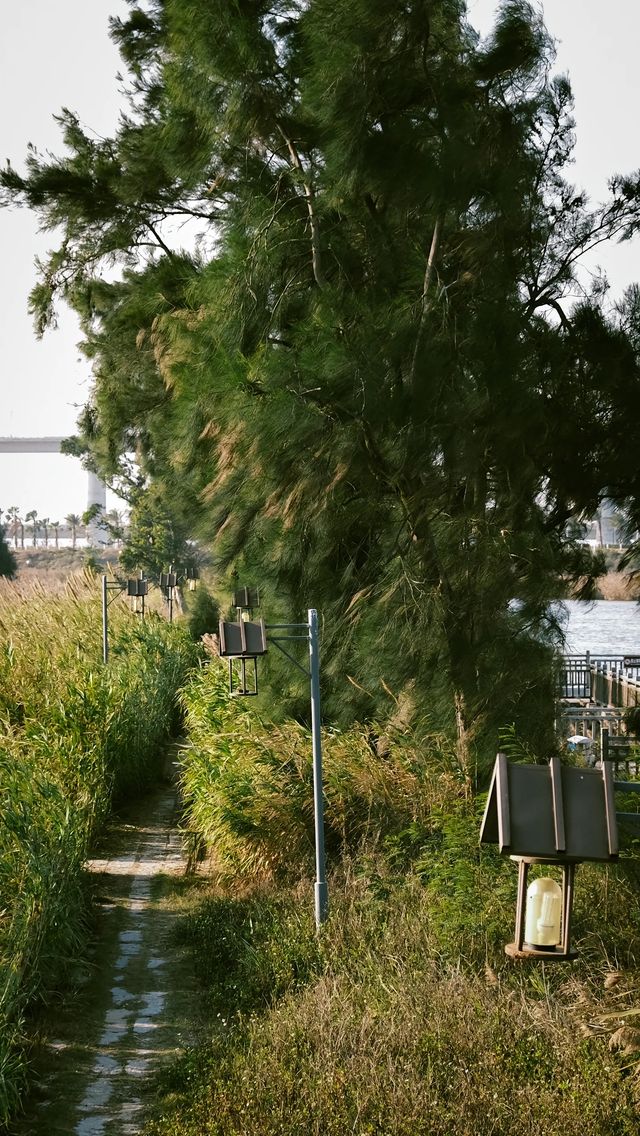 石獅濕地公園｜小眾拍照我的秘密基地