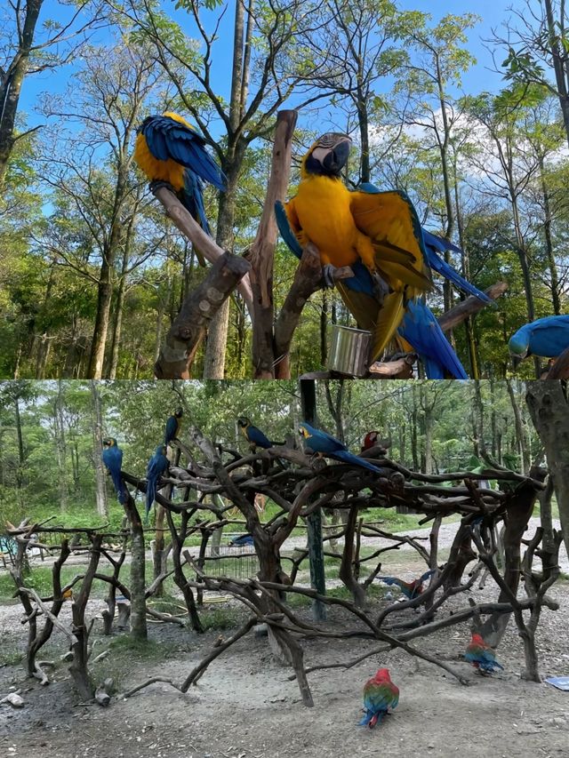 惠州浮生六季生態園小月齡也可以和動物互動。