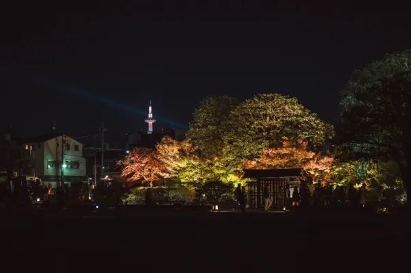 Kyoto Night Maple Viewing: A Photographer's Recommendation