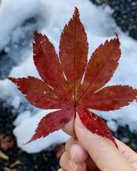 今日的高野山像調色盤一樣美麗！果然是世界遺產。