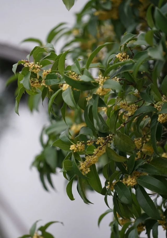 是真的！合肥駱崗公園的桂花，開出了江南味兒！