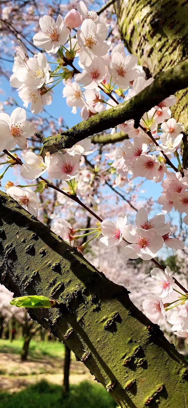 林芝桃花妖妖