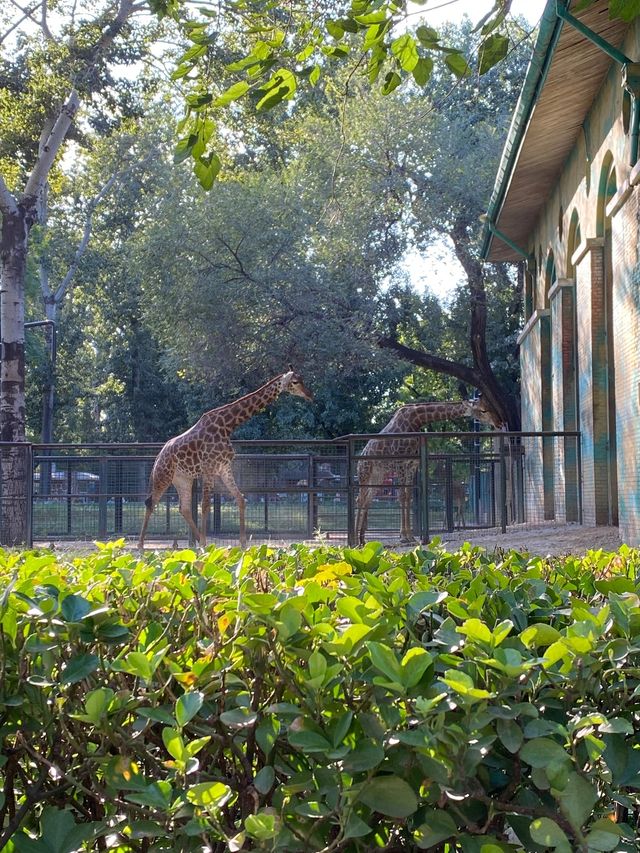 【城市綠洲】北京動物園，家庭親子遊的樂園