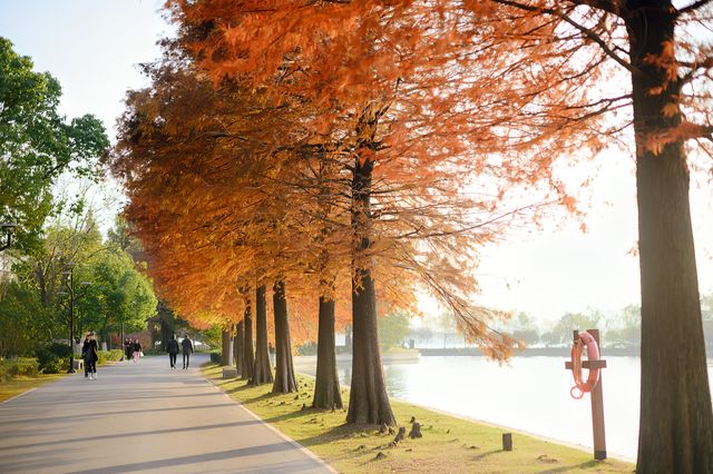 蘇州最好看的雙色水杉道在這個免費公園裡