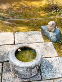 【京都】花手水がかわいい勝林寺🌸🌼御朱印やお守りもカラフル✨️