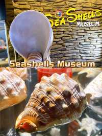 Seashells Museum The Shore Oceanarium 