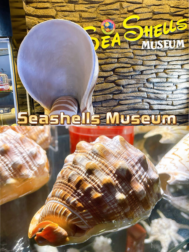 Seashells Museum The Shore Oceanarium 