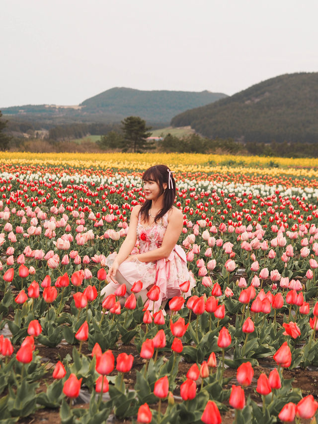 🇰🇷濟州島無邊際鬱金香+油菜花花海🌷🌼