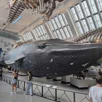 Natural History Museum