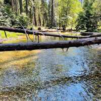 Nature’s Majestic Canvas Unfolds at Yosemite – Where Every Trail Leads to Wonder!