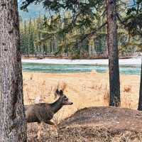 Banff อยากไปสักหลายครั้งในชีวิต