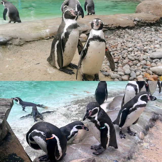 London Zoo