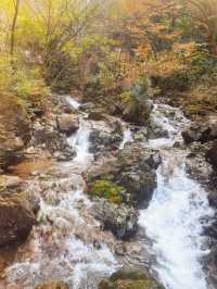 親近大自然好去處，四明山森林公園。