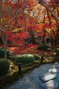 Kyoto To-ji Temple 