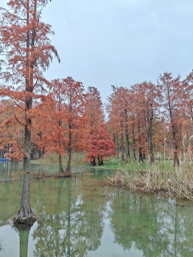 12.7青西郊野公園實景，說說真實感受