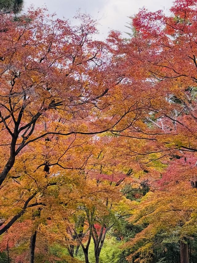 日本6日遊 真溫泉體驗 愜意享受