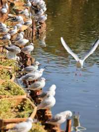 昆明翠湖公園：觀鷗帶娃 Trip Moments 好地方！