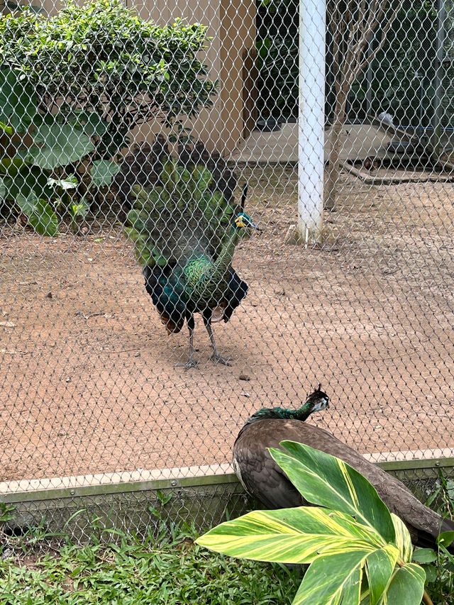 廣州動物園真的好值啊動物超多超可愛