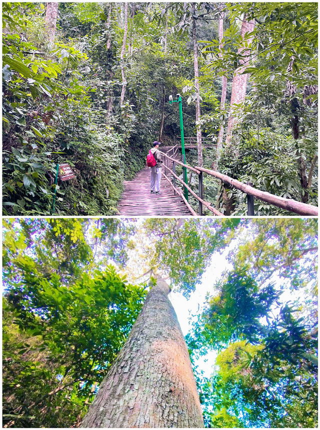 娛樂天堂/綠野仙蹤/大型氧吧～西雙版納原始森林公園