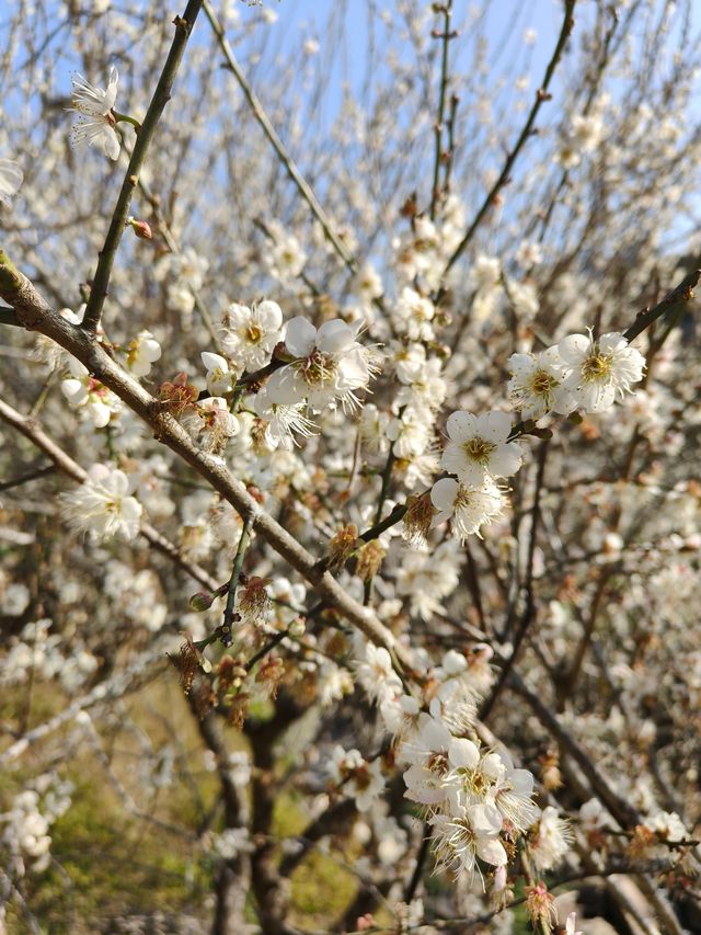 雲浮江門賞花2天遊