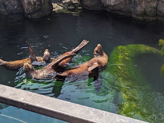 New York Aquarium 🦭✨