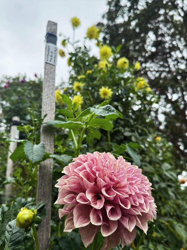 Admiring Colourful Flowers at Botanic Garden