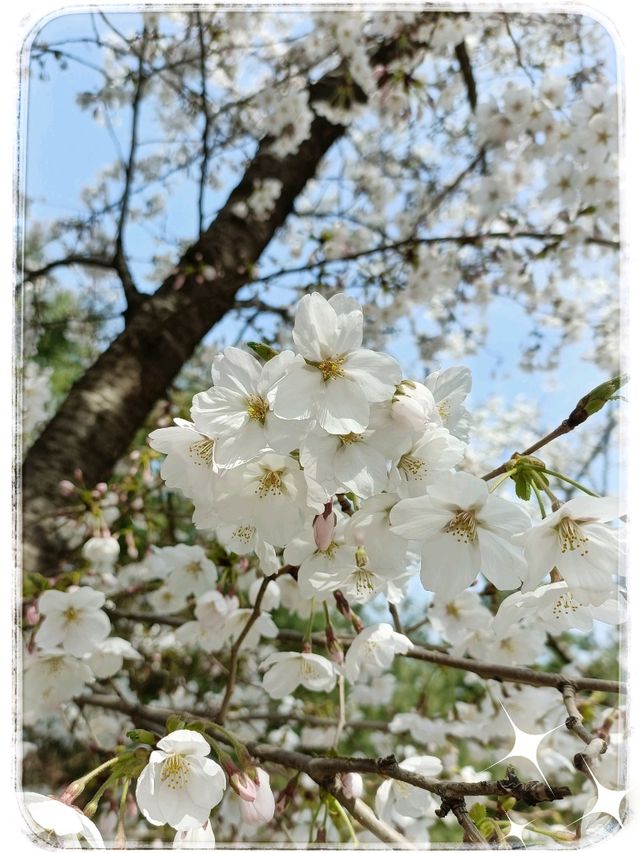 First sightings of Cherry Blossom 🌸 in Seoul!