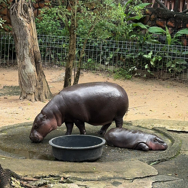 The latest internet sensation in Thailand: Moodeng