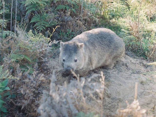 Wilson promontory national park, the southernmost tip of mainland Australia.