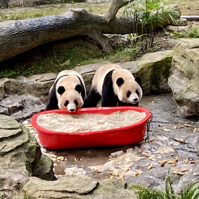 🔥來重慶動物園看熊貓寶寶了🐼🍼❤️