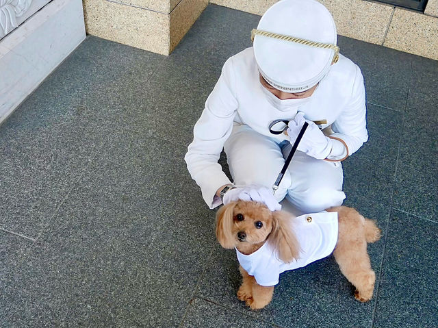 【東京ホテルステイ】愛犬と泊まれる東京の五つ星ホテルへ🐕‍🦺