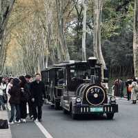 Beautiful Wutong Avenue in Nanjing