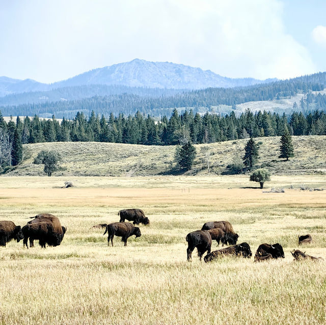 Top tips to spot wildlife in Yellowstone National Park 🦬