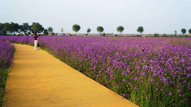 蘭州中川機場臨港花海