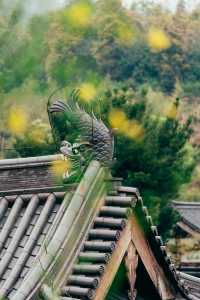 為了一棵樹，我去了趟武義延福寺