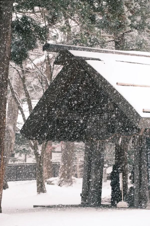 北海道神宮⛩️迎來一場純淨美麗的雪