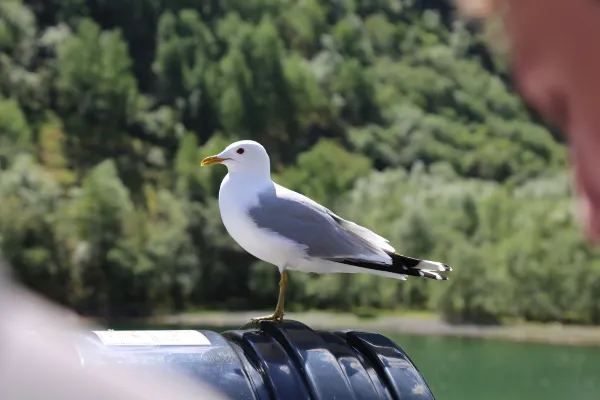 Norway's Sognefjord is a Must-Visit!