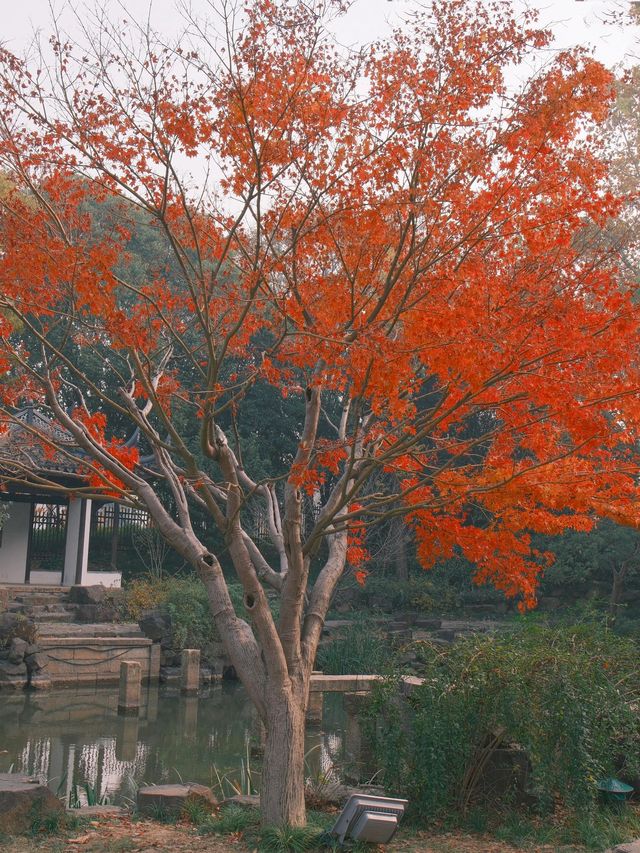 無錫元旦旅遊攻略超美冬景等你來探索