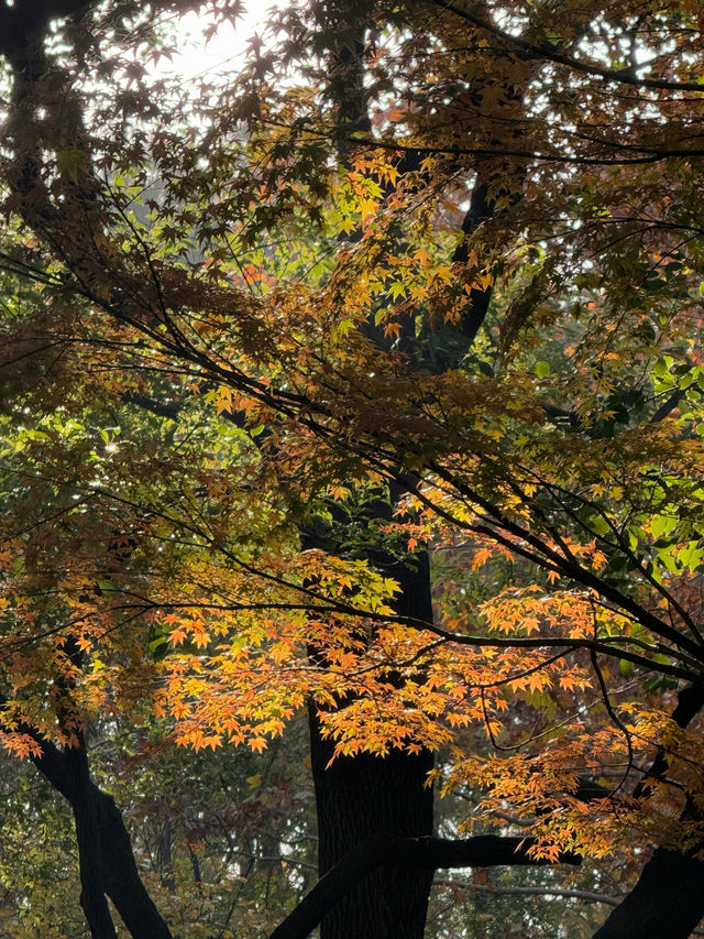 上海|延中廣場公園治好了我的京都戒斷症