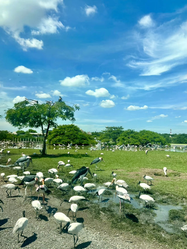 野性與和諧：律實動物園的日與夜