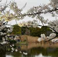 🌺 My favourite place of Ueno Park 🇯🇵