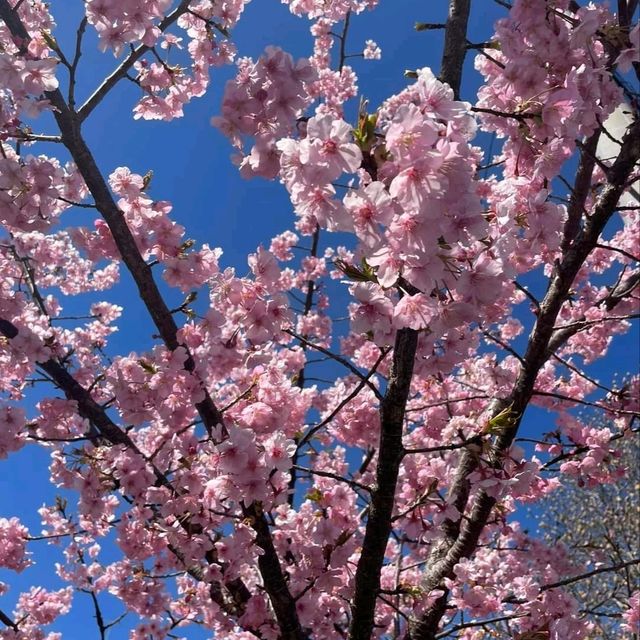 Cherry Blossom in Japan