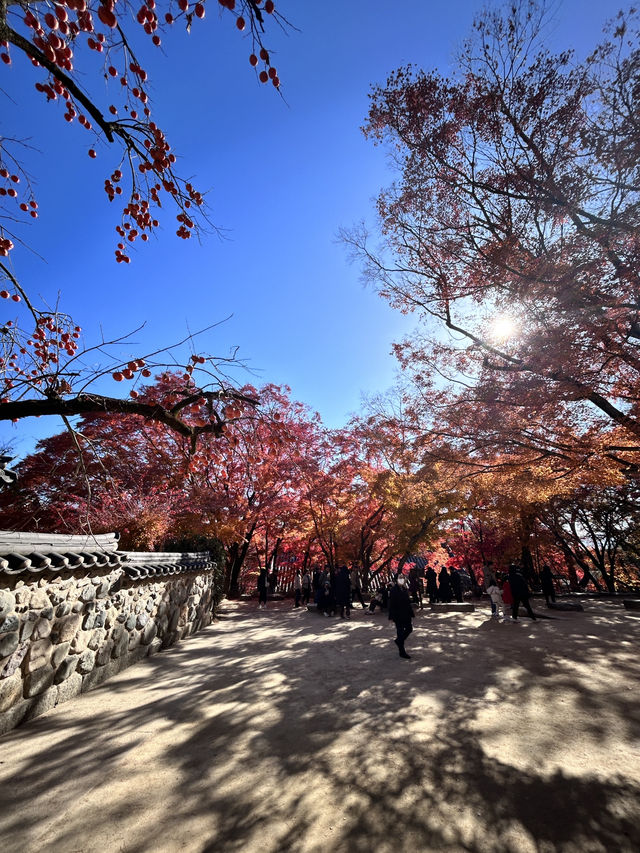 🇰🇷慶洲✈️世界文化遺產「佛國寺불국사」🍁